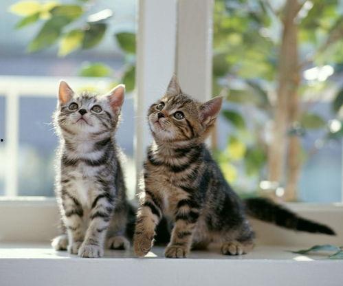 猫咪吃瓜视频配音,萌宠版“瓜界风云”