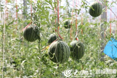 郯城网红吃瓜事件视频最新,一场网络狂欢背后的真相揭秘