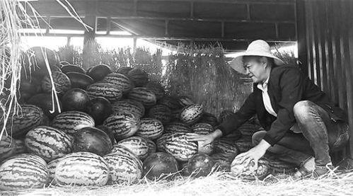 乐陵吃瓜群众事件视频,网络围观下的社会现象解析