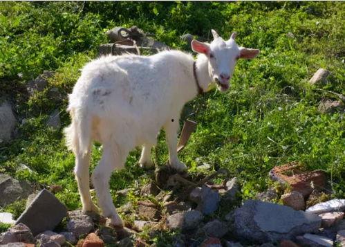 羊可以吃马泡瓜吗视频,揭秘羊能否享用马泡瓜