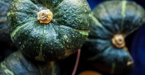 吃瓜长不胖的视频素材,如何边吃瓜边保持苗条身材