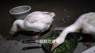 吃瓜鹅的大神视频,带你领略娱乐界的风云变幻