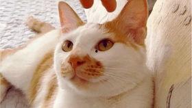 看各种吃瓜视频网站大全,一网打尽你的好奇心!