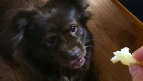 狗子吃瓜素材高清视频下载,萌宠瞬间,萌态可掬