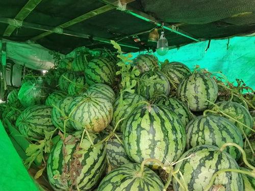 邹城市吃瓜视频,揭秘当地美食文化盛宴