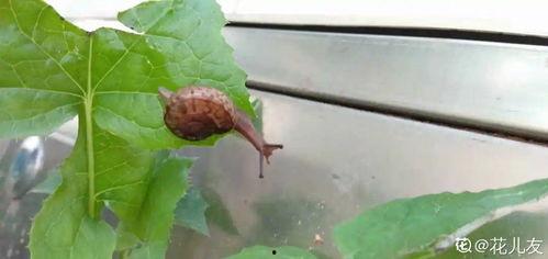 卷叶蛾吃瓜叶会死吗视频,卷叶蛾食瓜叶致命之谜揭秘