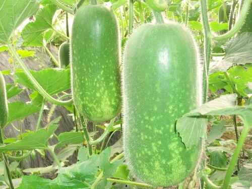 中国吃瓜视频纪录片大全,揭秘网络时代的全民娱乐现象