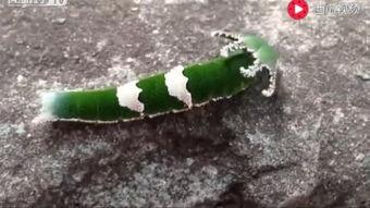 动物吃瓜人吃瓜视频大全,动物与人类共赏吃瓜视频大集合