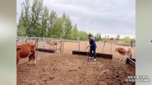 小牛吃瓜视频在线观看,趣味横生的欢乐时光