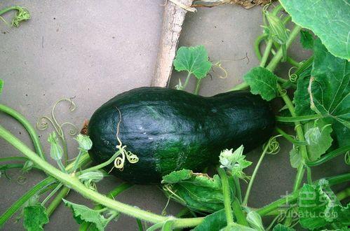 做蒲瓜吃要剥皮吗视频大全,剥皮与否，美味尽在此