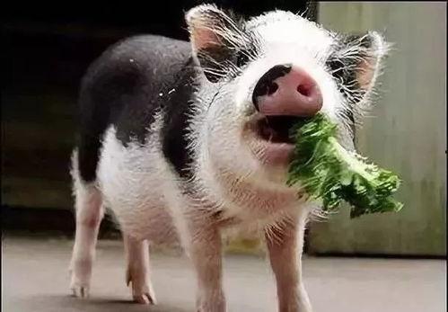 养猪傻妞吃瓜视频播放,爆笑瞬间，笑翻全网！