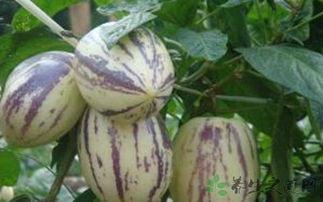 茄瓜怎么吃没毒性呢视频,揭秘无毒性烹饪方法