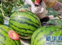 泗县吃瓜事件最新消息视频,最新视频揭露惊人内幕