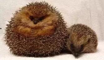 吃瓜的动物配音视频下载,趣味配音视频大盘点