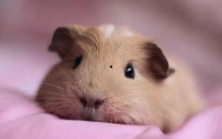 豚鼠会吃小瓜吗视频讲解,小瓜成为新宠？