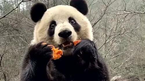 熊猫吃狗头瓜的视频,揭秘狗头瓜的独特魅力