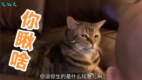 猫咪吃瓜配音搞笑版视频,萌宠配音搞笑版，笑料横生！
