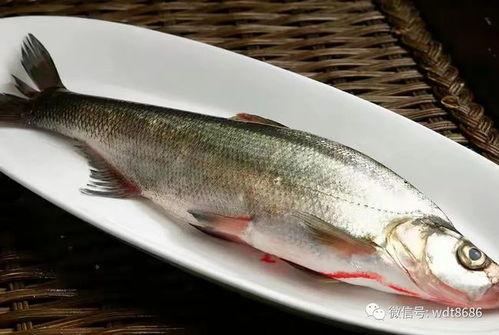 吃八瓜鱼大爆头视频,惊险刺激的极限挑战