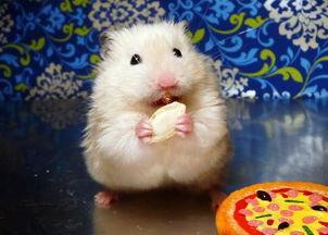 仓鼠可以吃麒麟瓜吗视频,仓鼠的新宠美食大揭秘