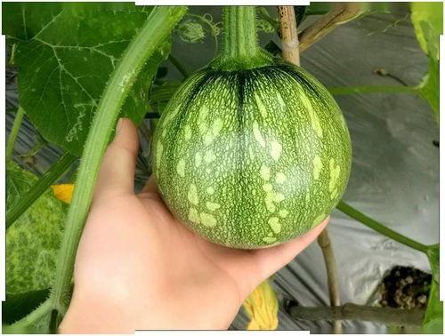 河南财经吃瓜视频