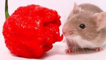 老鼠吃瓜辣椒视频,老鼠挑战辣椒瓜果大餐