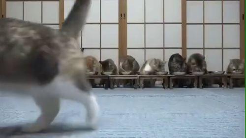 带你吃瓜的肌肉动物视频,揭秘健身圈那些事儿