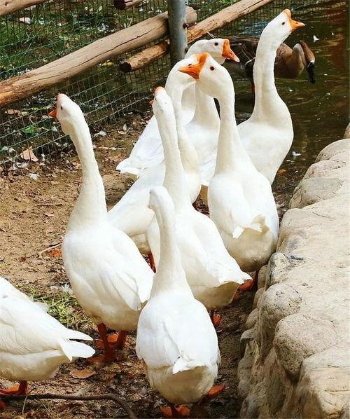 大鹅吃瓜视频,揭秘动物界的“娱乐圈”趣闻