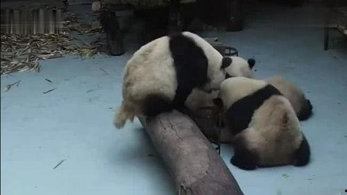 熊猫吃瓜打架视频在线观看,在线观看笑翻天
