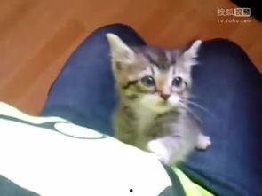 喵喵吃蓝瓜视频下载免费