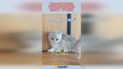 小猫吃瓜吵架视频大全集,小猫吃瓜吵架视频合集