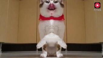 猫可以吃葫芦瓜么吗视频