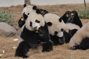 吃瓜熊猫人视频下载,热门视频下载攻略全解析