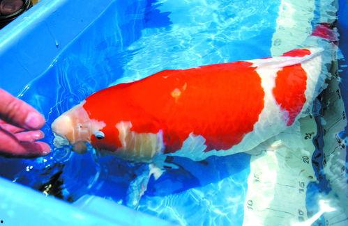 哪个鱼吃小瓜虫最好呢视频,揭秘哪种鱼最擅长吃小瓜虫