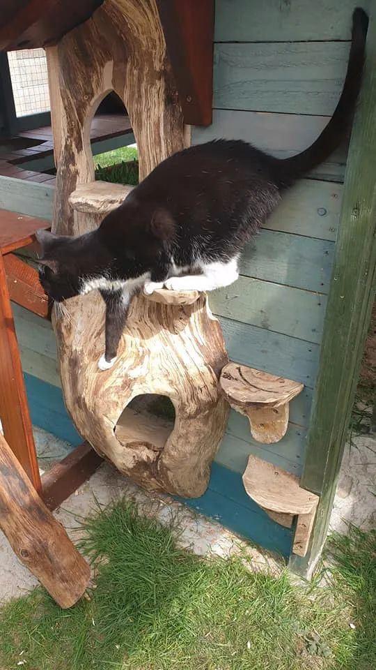 猫咪吃瓜游乐场视频