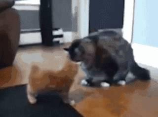 二哈吃瓜群众笑话视频在线观看,笑料横生，欢乐无限！