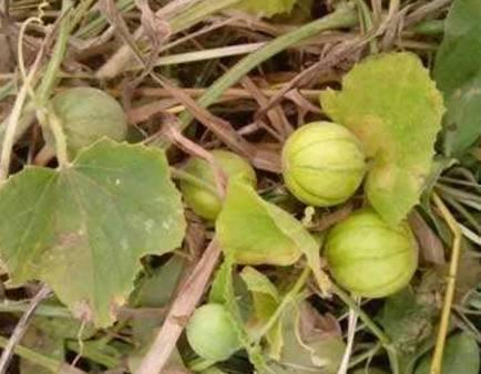 野生马泡瓜如何晒干吃视频,传统晒制，尽享自然风味