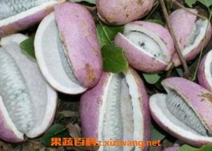 皇上吃八月瓜视频大全集,宫廷秘果的传奇滋味