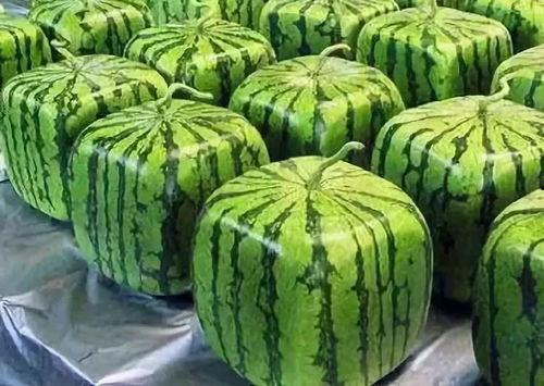 吃瓜多种视频,揭秘热门视频背后的故事