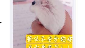 老鼠吃瓜的视频