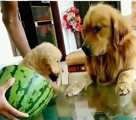 金毛吃切瓜视频,萌态十足引网友爆笑