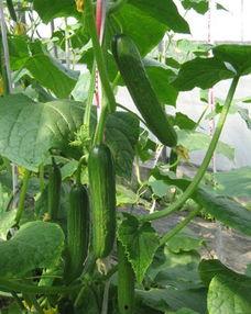 吃瓜叶能减肥么视频讲解