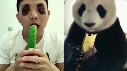 模仿熊猫吃瓜视频在线观看