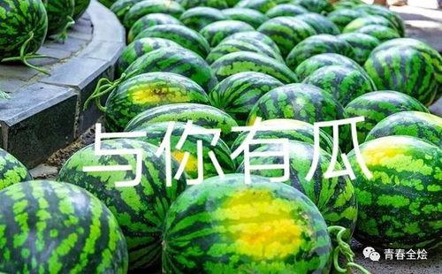 陕西粉丝吃瓜视频大全集,揭秘娱乐圈幕后故事