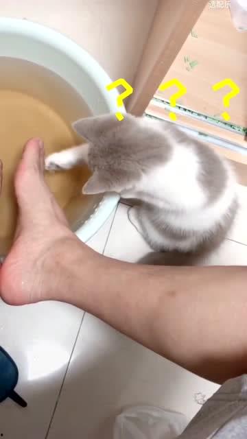 好奇心害死猫吃瓜视频,揭秘“害死猫”视频背后的真相