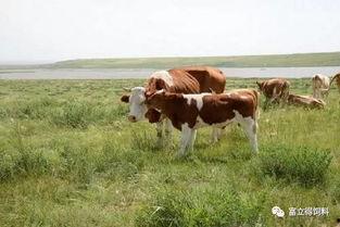 牛吃瓜会中毒吗视频讲解,视频讲解揭示惊人内幕