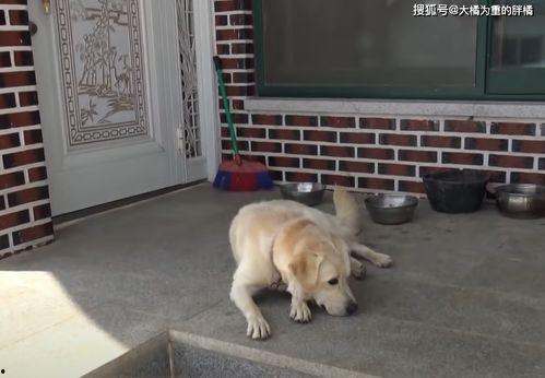 狗妞赵爷爷吃瓜视频,趣味横生的家庭欢乐时光