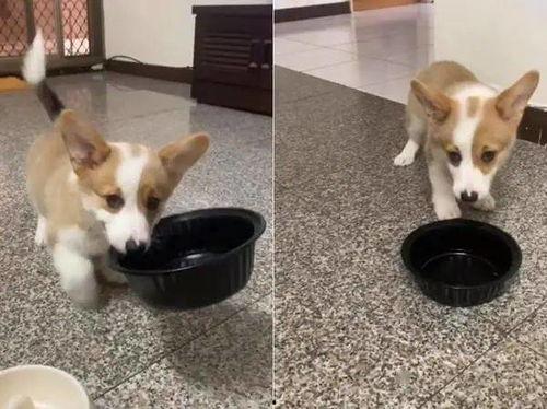 柯基吃贝贝瓜好吗视频,萌态十足！