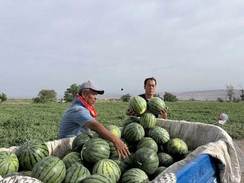 南宁第一吃瓜事件视频,一场网络热议的瓜田奇遇