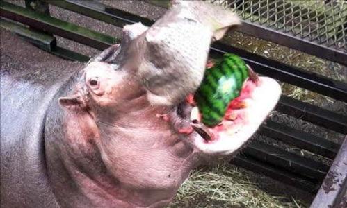河马吃蜜瓜的视频,蜜瓜盛宴成欢乐焦点
