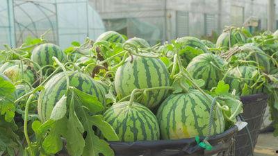 舞台吃瓜视频素材无水印,无水印吃瓜视频背后的精彩瞬间